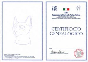 Pedigree gatto di razza