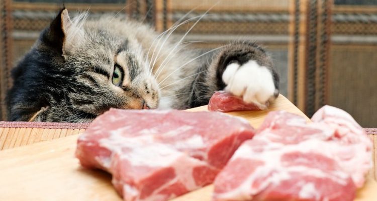 Nero femmine mangiare micio