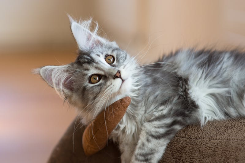 errori cucciolo maine coon