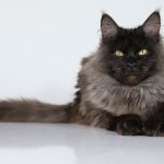 adozione di un gatto