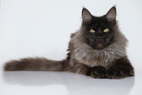 adozione di un gatto