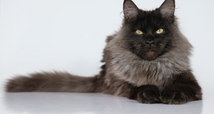 adozione di un gatto