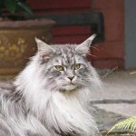 Comportamento-Maine-Coon