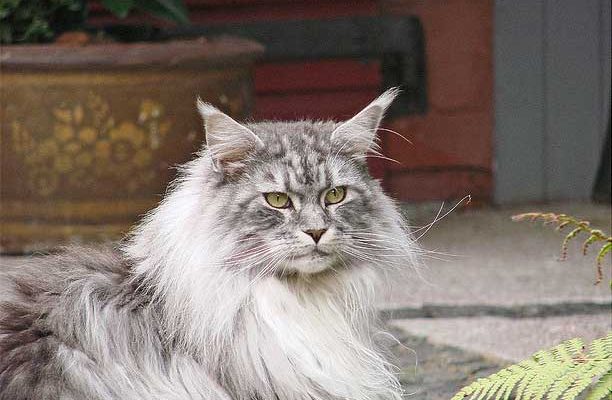 Comportamento Del Gatto Maine Coon Amicomainecoonit