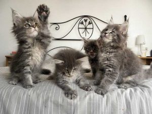 Comportamento-del-gatto-Maine-Coon