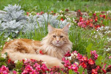 Il linguaggio dei gatti