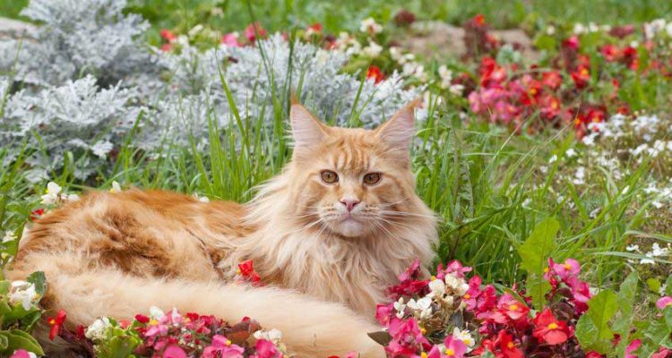 Il linguaggio dei gatti