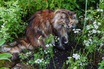 Piante velenose per i gatti