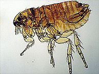 pulce del gatto Pulce del gatto al microscopio