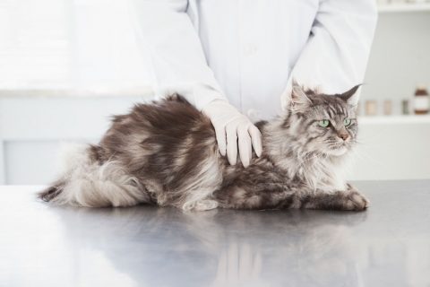 Pulci del gatto