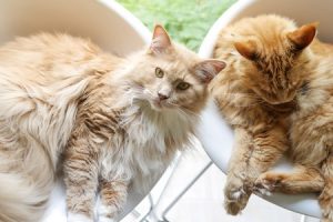 Sterilizzazione del gatto
