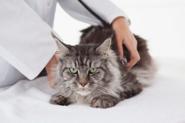 Sterilizzazione gatto