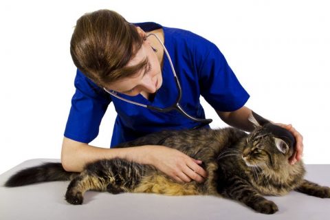 Vaccinazioni del gatto