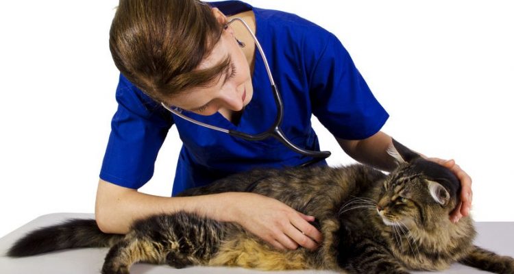 Vaccinazioni del gatto