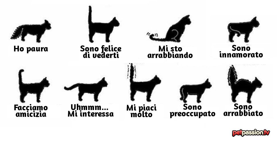 linguaggio coda gatto