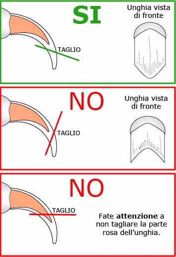 taglio unghia del gatto