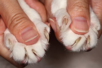 Come tagliare le unghie al gatto