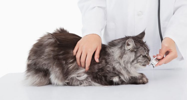 Malattie Dei Gatti Maine Coon I Sintomi E Le Cure Possibili