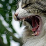 Come educare un gatto iperattivo