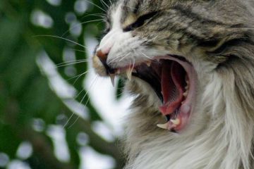 Come educare un gatto iperattivo