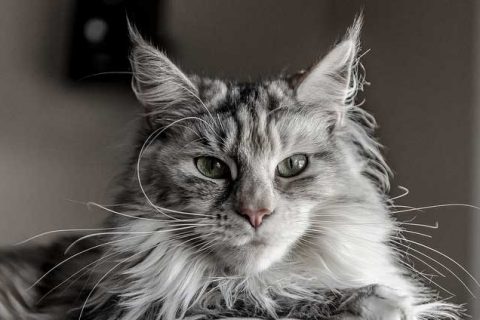 Allergia-al-gatto