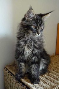 Allergia-al-gatto-sintomi-e-rimedi