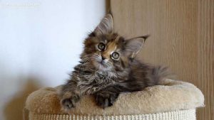 Allergia-al-pelo-del-gatto