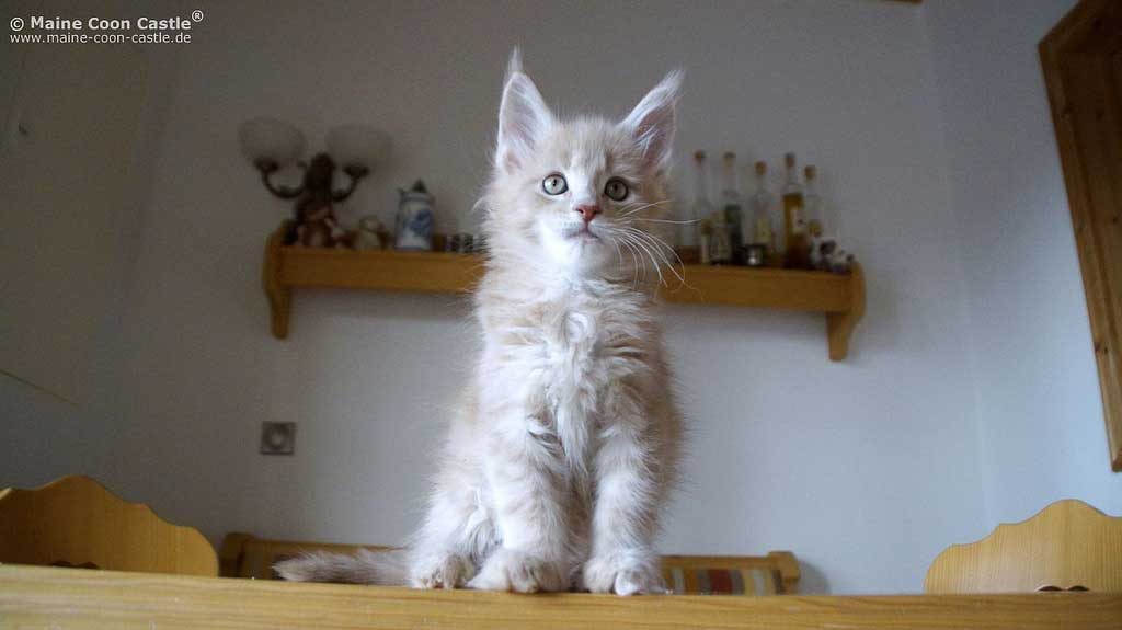 Come-educare-un-cucciolo-in-casa