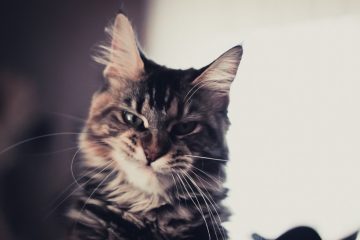 Come-inserire-un-altro-gatto-in-casa