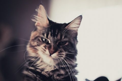 Come-inserire-un-altro-gatto-in-casa