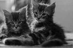 Gatti Maine Coon maschi o femmine