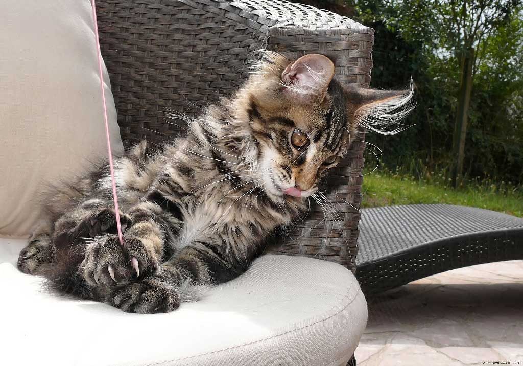 Inserimento-nuovo-gatto-in-casa