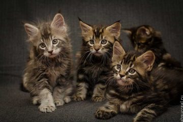 Maine-coon-maschio-o-femmina