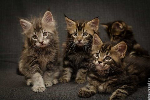 Maine-coon-maschio-o-femmina