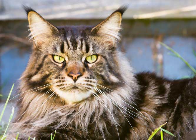 Il gatto Maine Coon? Non prenderlo, è terribile!