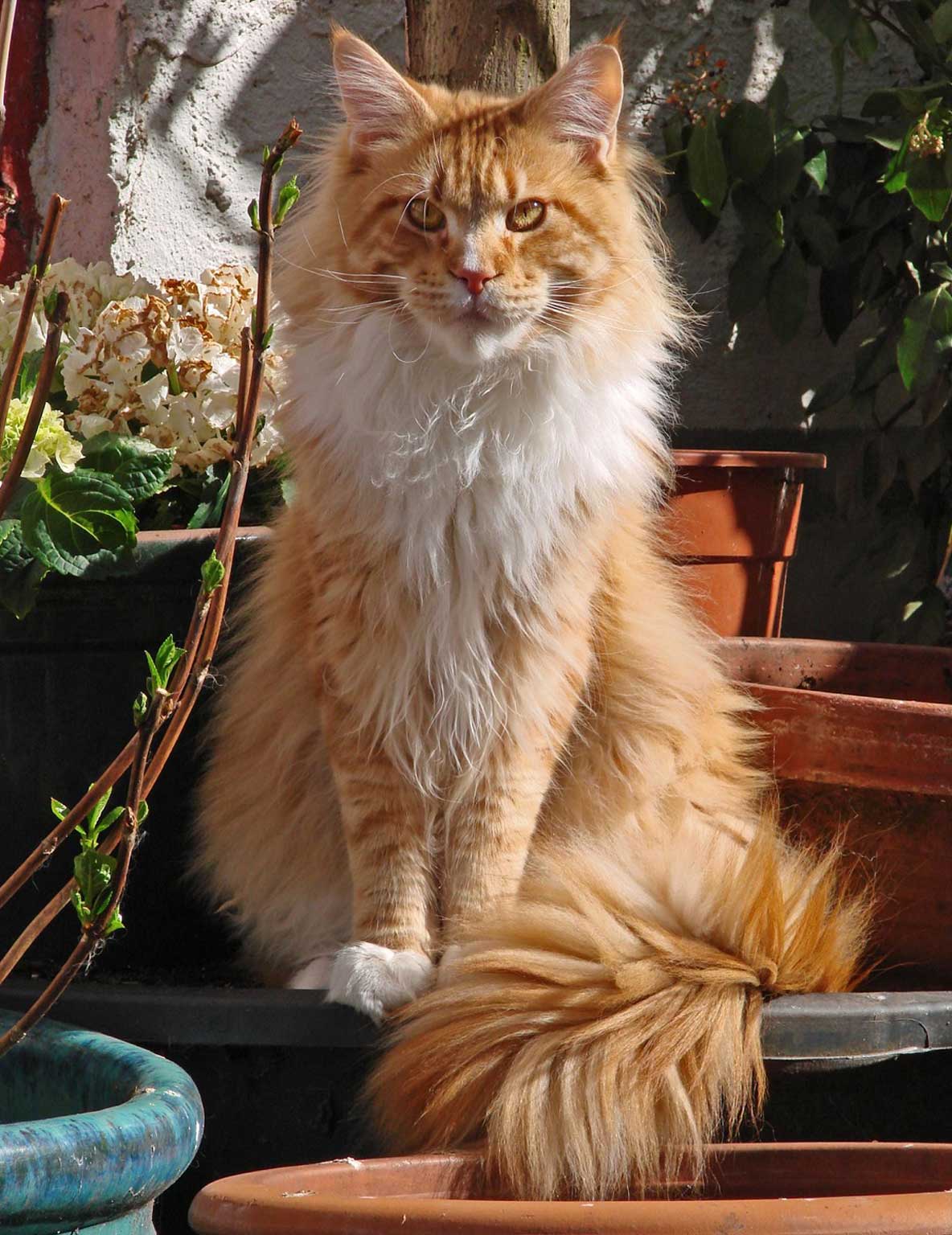 Il Gatto Maine Coon Non Prenderlo è Terribile Amicomainecoonit