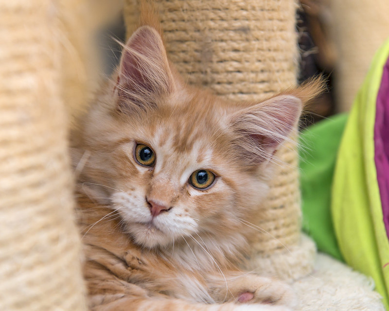 Maine Coon su tiragraffi alto in appartamento — la razza si adatta bene alla vita indoor