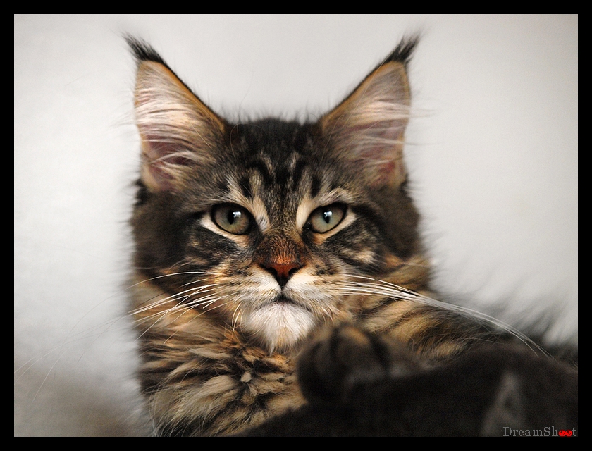 Maine Coon che gioca con un bambino — la razza è nota per la pazienza con i più piccoli