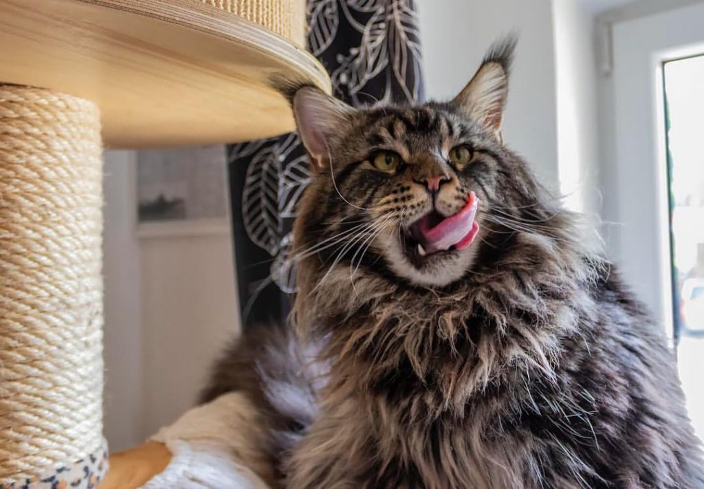 Dieta veterinaria specifica del gatto