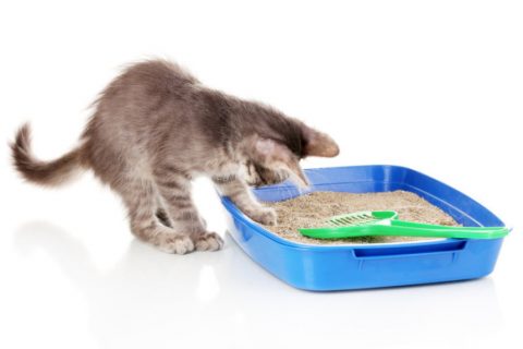 pulire la lettiera del gatto