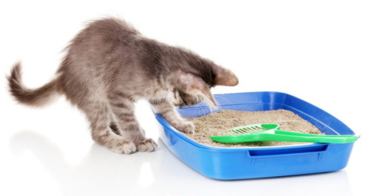 Come E Quando Pulire La Lettiera Del Gatto Amicomainecoonit
