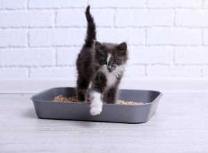 pulire la lettiera del gatto