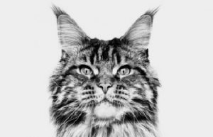Diete veterinarie per i gatti