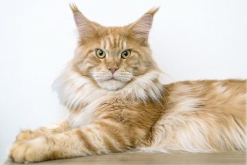 caratteristiche del maine coon