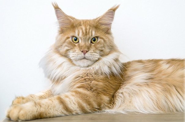 caratteristiche del maine coon