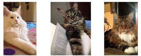 Foto dei gatti Maine Coon