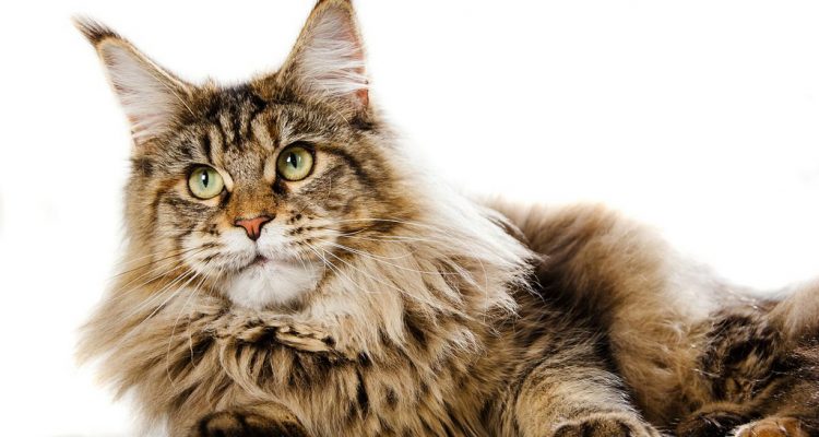 pet food