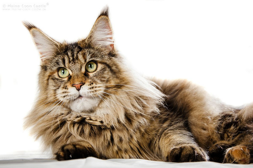 pet food