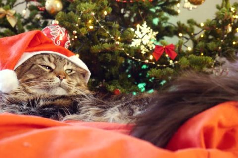 Affrontare il Natale con il gatto