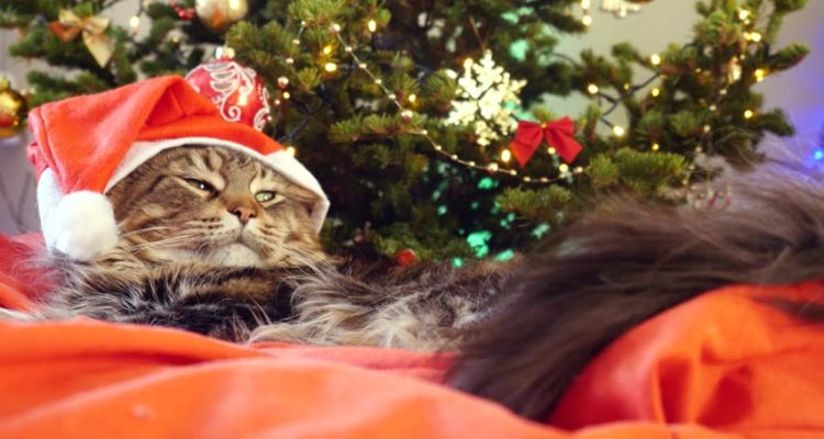 Immagini Natale Con Gatti.Come Affrontare Il Natale Con Il Gatto Amicomainecoon It